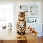 grossesse chez votre chatte