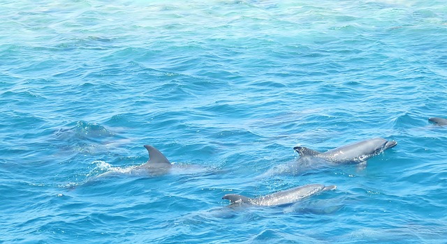 Les animaux marins