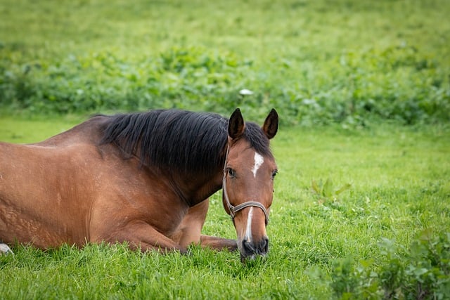 Un animal malade