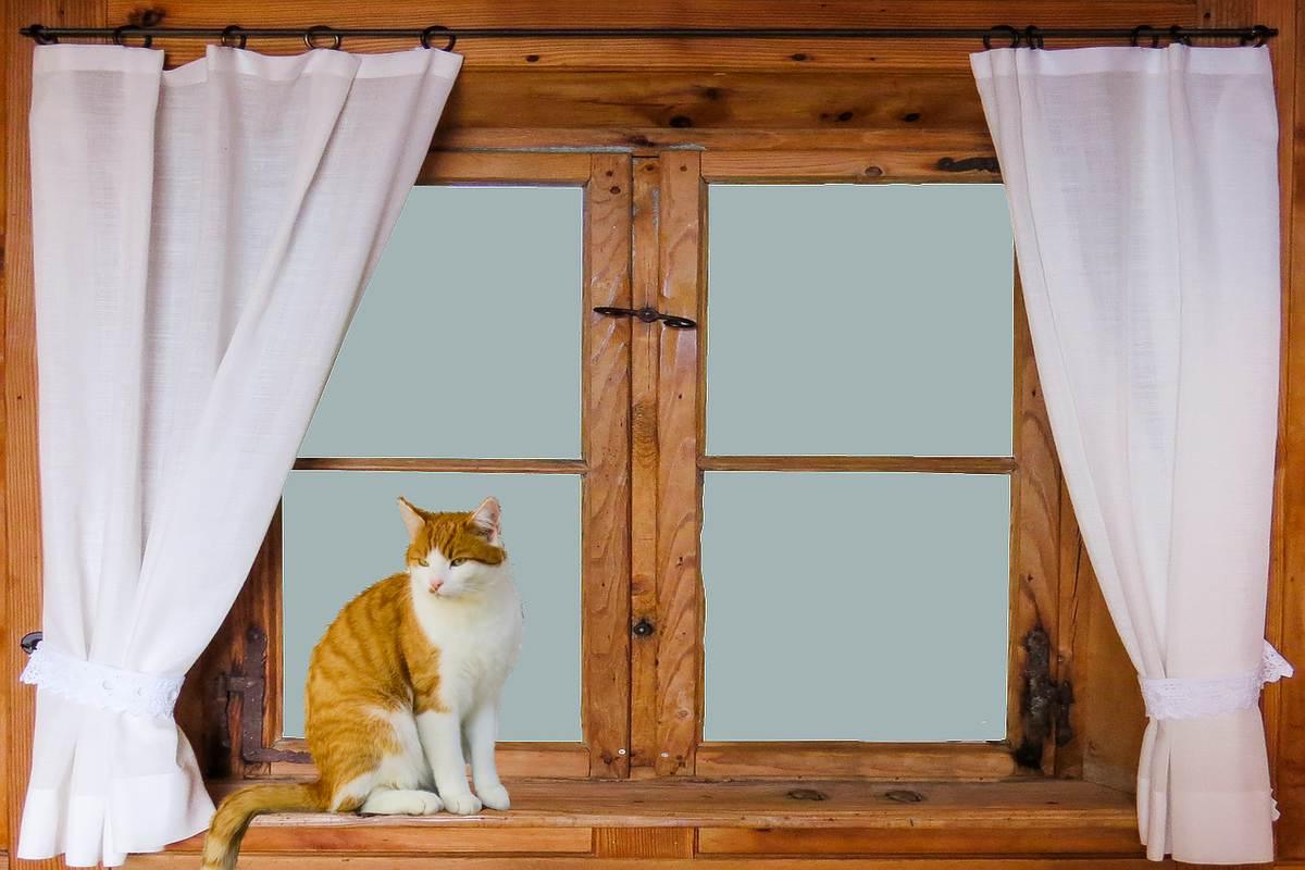 Un chat orange et blanc repose sur le rebord d'une fenêtre en bois Un chat orange et blanc repose sur le rebord d'une fenêtre en bois