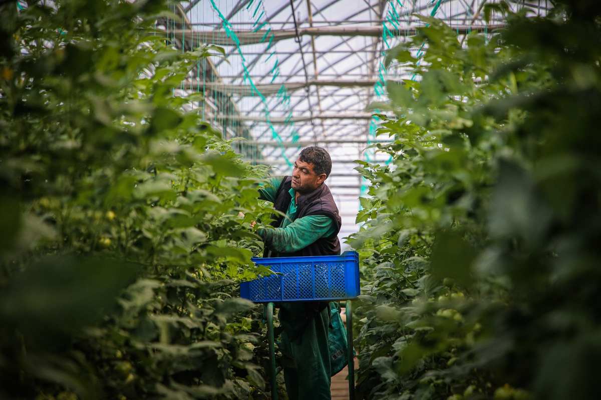 Récolteur dans serre, panier bleu à la main, entouré de plantes vertes Récolteur dans serre, panier bleu à la main, entouré de plantes vertes