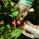 Gloves harvesting tomatoes from a plant in a garden