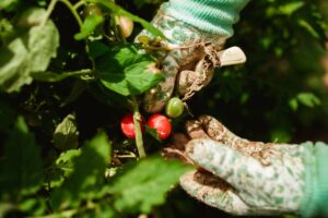 Gloves harvesting tomatoes from a plant in a garden
