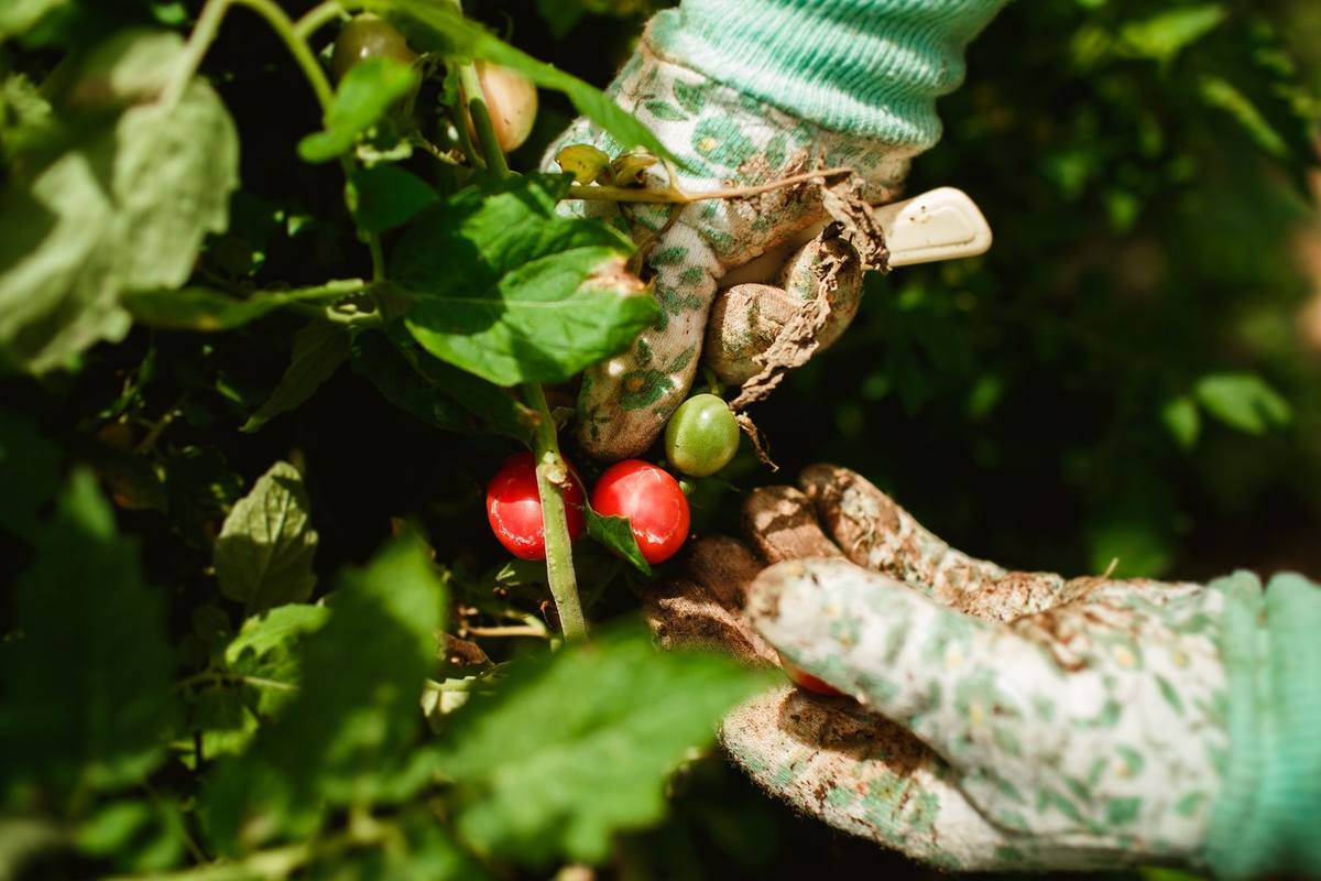 Gloves harvesting tomatoes from a plant in a garden